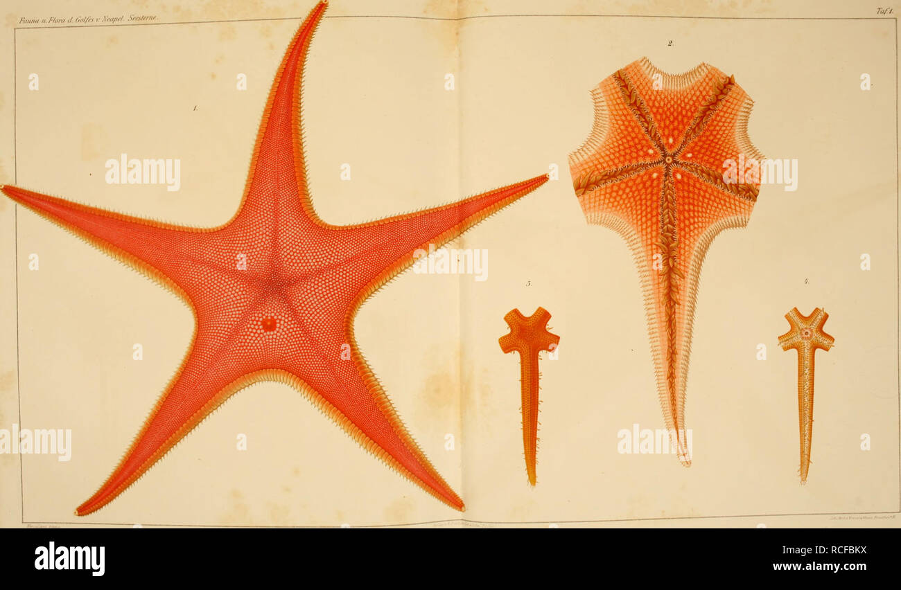 . Die Seesterne des Mittelmeeres. Starfishes -- Mediterranean Sea. Fauna ii. Fhiti,/ t',&gt;/fiv r AW//^&gt;'/. Seesmie. I,2.PLUT0NASTER SUBINERMIS. 3.4.CHAETASTER LONGIPES.. Please note that these images are extracted from scanned page images that may have been digitally enhanced for readability - coloration and appearance of these illustrations may not perfectly resemble the original work.. Ludwig, Hubert, 1852-1913; Stazione zoologica di Napoli. Berlin : R. Friedländer &amp; Sohn Stock Photo