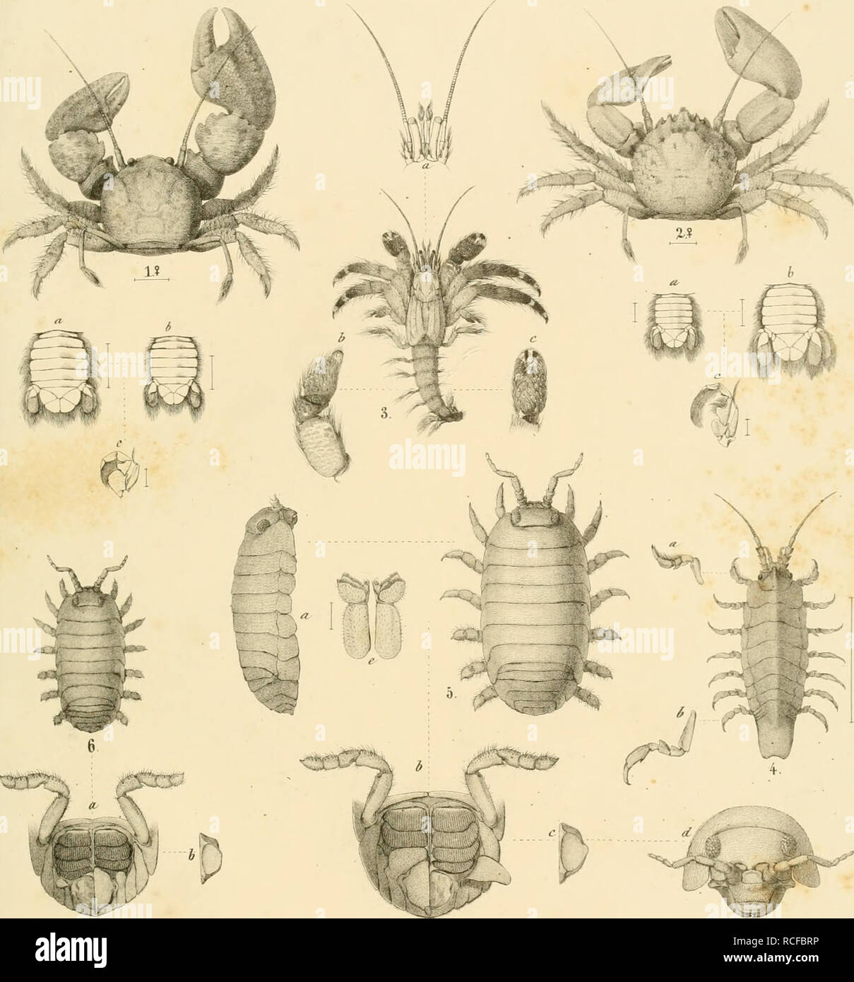 Die südafrikanischen Crustaceen. Eine Zusammenstellung aller bekannten  Malacostraca ... Crustacea -- South Africa. IFsiiiniL]J^^Tim]?(ii)icäLe  SLoIPcim^ (B]ILaiimiLdl&lt;Esi= j.. ^u;i'.ä,oeen...  .X-PoTGeTIftTift.Jxa-taleawBx.. sp. 2. Poxct. AaoiiiiLSp ...