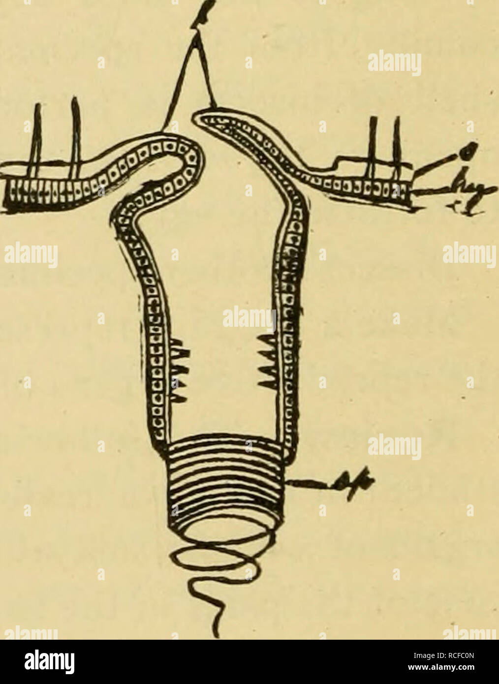 . The elements of insect anatomy : an outline for the use of students ...