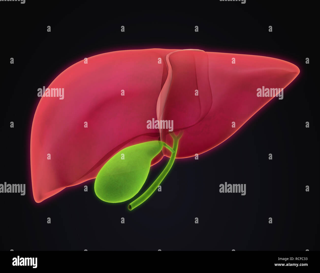 Liver and Gallbladder Anatomy Stock Photo