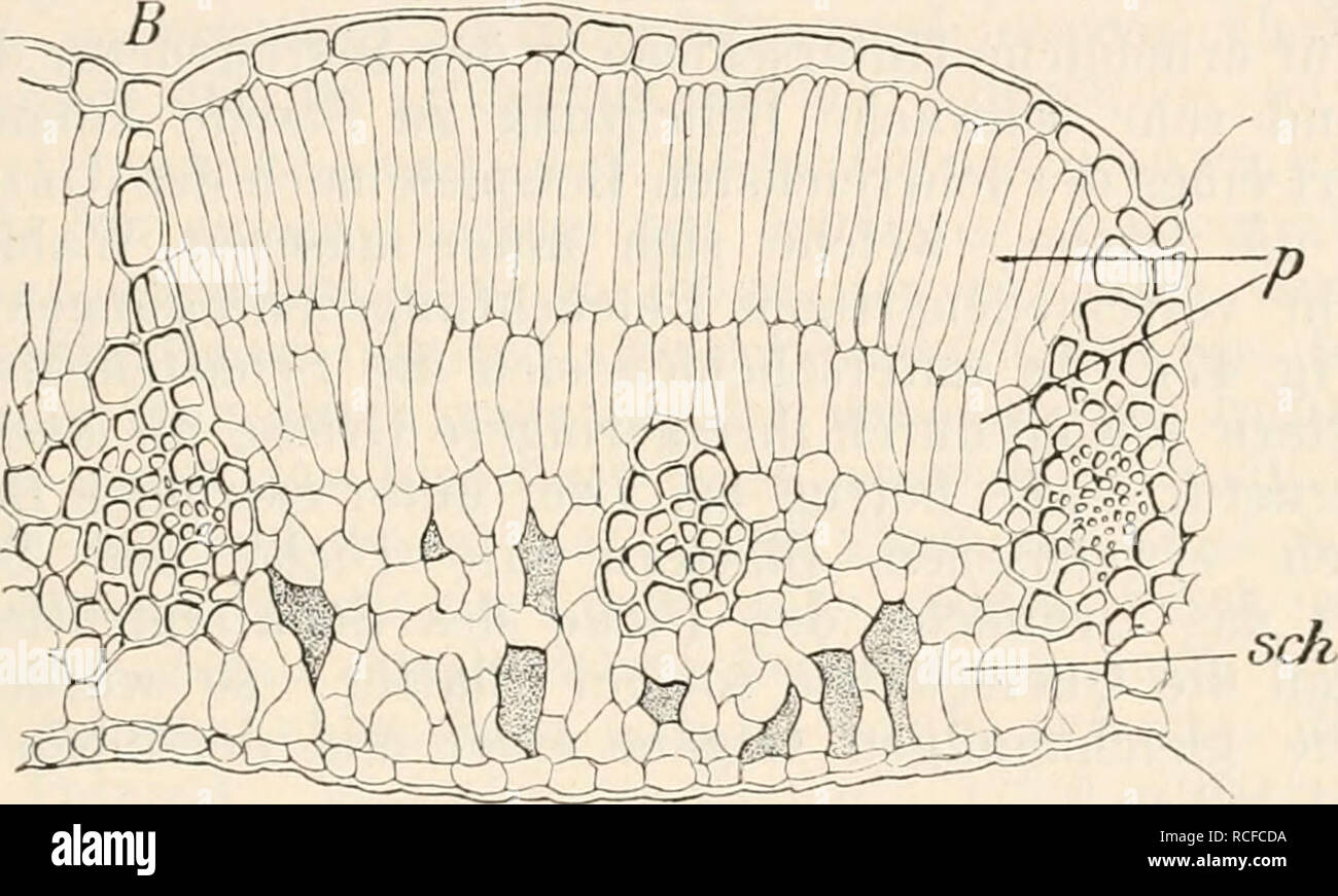 . Die Zelle und die Gewebe. Grundzüge der Allgemeinen Anatomie und Physiologie. . Please note that these images are extracted from scanned page images that may have been digitally enhanced for readability - coloration and appearance of these illustrations may not perfectly resemble the original work.. Hertwig, Oscar, 1849-1922. Jena, Fischer Stock Photo