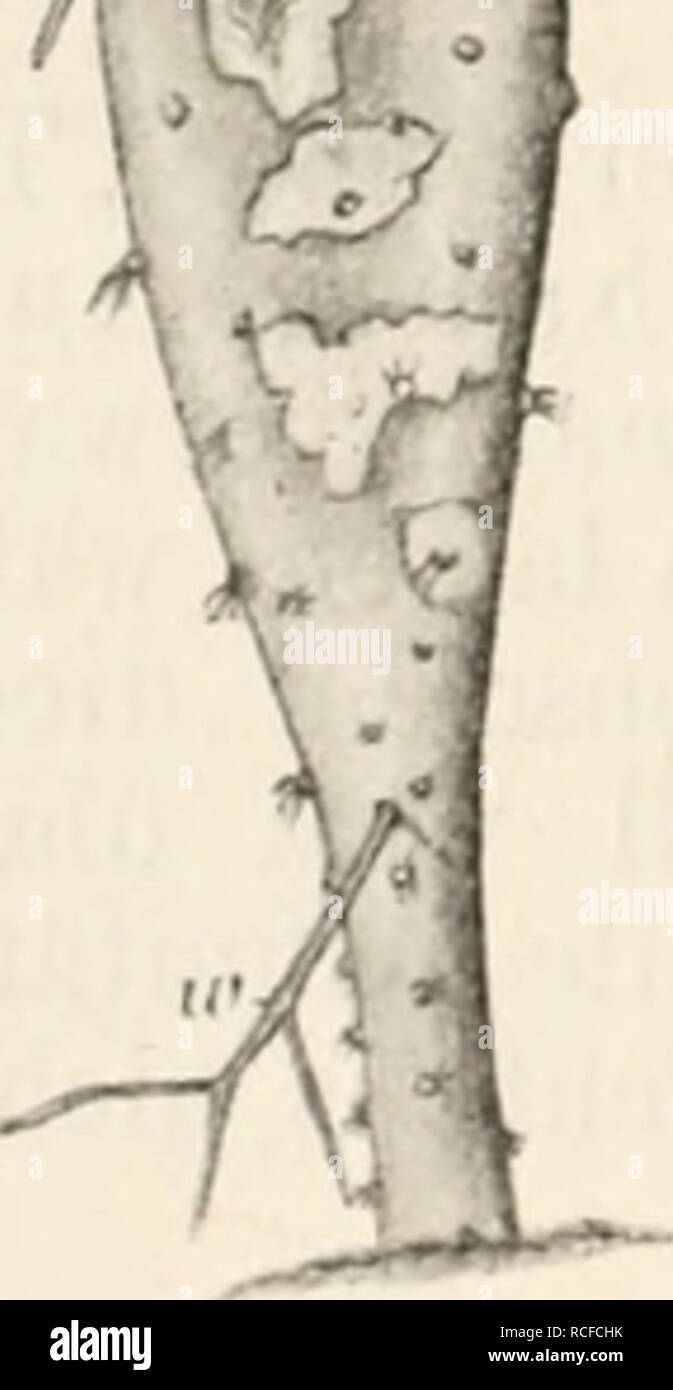 page 15 bour high resolution stock photography and images alamy