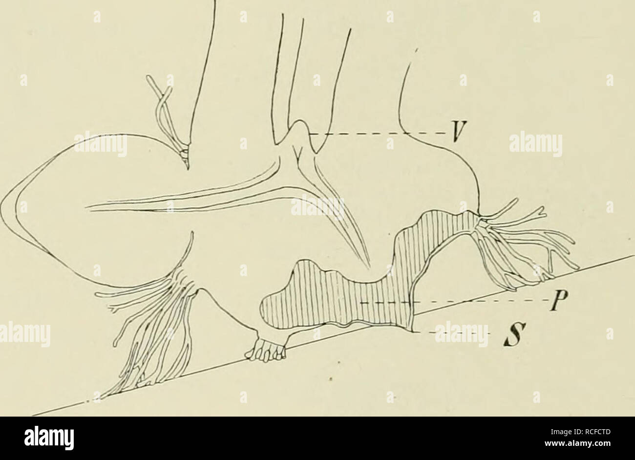 . Die Wurzelpilze der Orchideen, ihre Kultur und ihr Leben in der Pflanze. Mycorrhizas; Symbiosis. Fig. 12. Laelio-Cattleya. Verzweigte Trichome einer älteren Papille.. Fig. 13. Laelio-Cattleya. 4 Monate alter Keimling im Durchschnitt. S Suspensorpol. P Verpilzte Zone. J' Vegetationspunkt. Eine Papille ist von innen vom Pilz erreicht. Die verzweigten Trichome verankern die Pflanze auf dem Substrat und stellen ihr Wachstum ein, wenn sie dieses erreichen. Links die Anlage der ersten vom Pilz im jugendlichen Stadium nicht berührten Wurzel. iS : I. bierenden Haaren aus. deren Kerne ebenfalls eine  Stock Photo