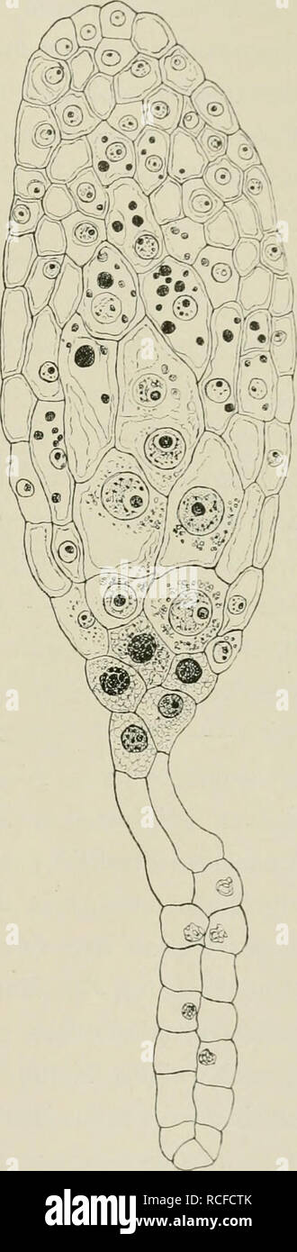 . Die Wurzelpilze der Orchideen, ihre Kultur und ihr Leben in der Pflanze. Mycorrhizas; Symbiosis. — 71 nicht aus&lt;j;'eschl().ssen. daß diese unbekannte Sul)stanz die &lt;j;e- suchte sei.^) Fig. 7. Laelio-Cattleya, Medianer Längsschnitt durcli den gequollenen Samen. Tote Suspensorzellen entleert. Einlaßzellen mit granuliertem, stark mit Haematoxylin tingierten Plasma. In den angeschwollenen Zellen der Mitte und um die zuweilen fraktionierten, mit va- cuolisierten Nucleolen versehenen Kerne liegen sehr kleine, zusammengesetzte Stärkekörner. In den peri- pheren Zellen bemerkt man die Reste des Stock Photo