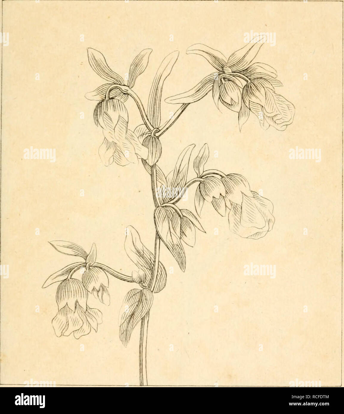 . Elements of the science of botany, as established by Linnaeus; with examples to illustrate the classes and orders of his system. Plants -- Classification; Plants. i; :iass ORDER 2 V] HERMANNIA. HEMMAMOA AILTJELIEIFOJLIA. Please note that these images are extracted from scanned page images that may have been digitally enhanced for readability - coloration and appearance of these illustrations may not perfectly resemble the original work.. Duppa, Richard, 1770-1831. London, Printed by T. Bensley for J. Murray Stock Photo