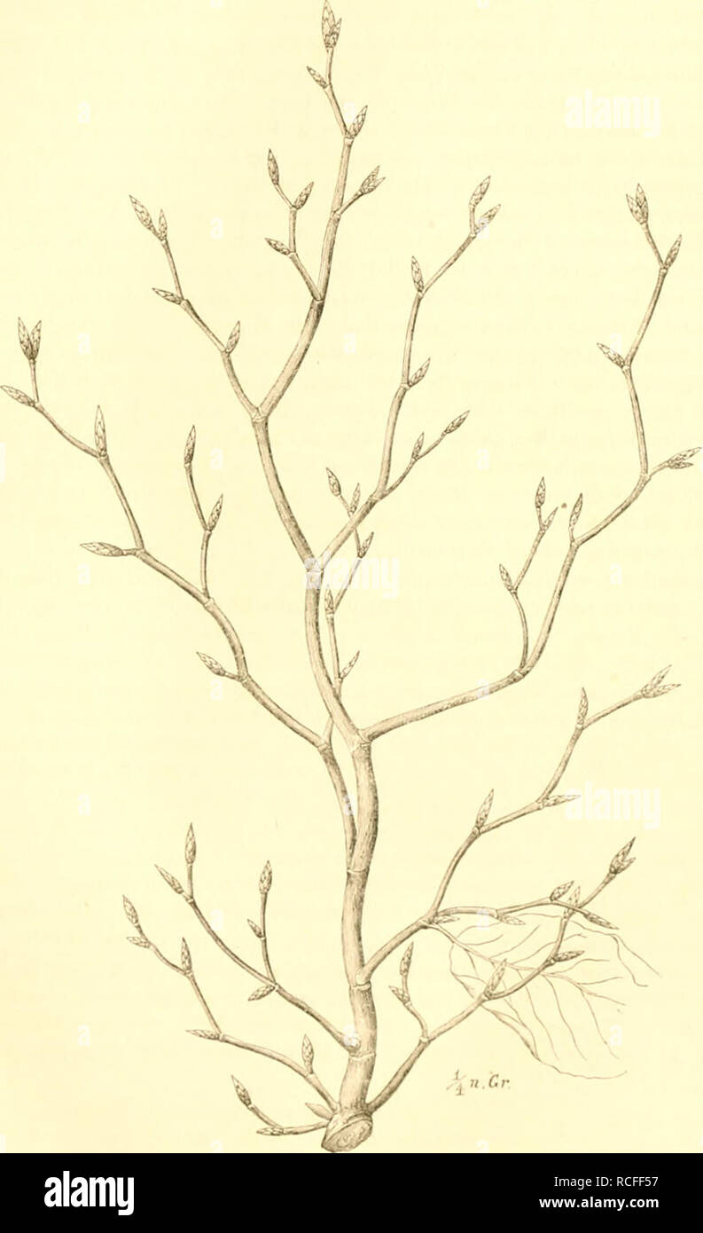 . Die waldverderbniss oder Dauernder schade, welcher durch insektenfrass, schälen, schlagen und verbeissen an lebenden waldbäumen entsteht. Trees. HucuE. A) Verzweigungsfehler. 187 mir entgegen. Was mehr vom Frost*) gelitteu hatte, war allgemeiner gebräunt, die IMatträuder kräu- selten sich mehr und die Zerreiblichkeit der trockenen Partien hatte den höchsten Grad erreicht. Die. *) Die Maifröstc von ISRfi (s. Laiibh. §.7) stellten die Trägheit der Buche in das hellste I,i<-ht. Erstens png's mit der Entwickeliin^ der Neu- (Ersatz-) Triebe lanes.nraer, als hei irRend einer andern TTolzcrattnn Stock Photo