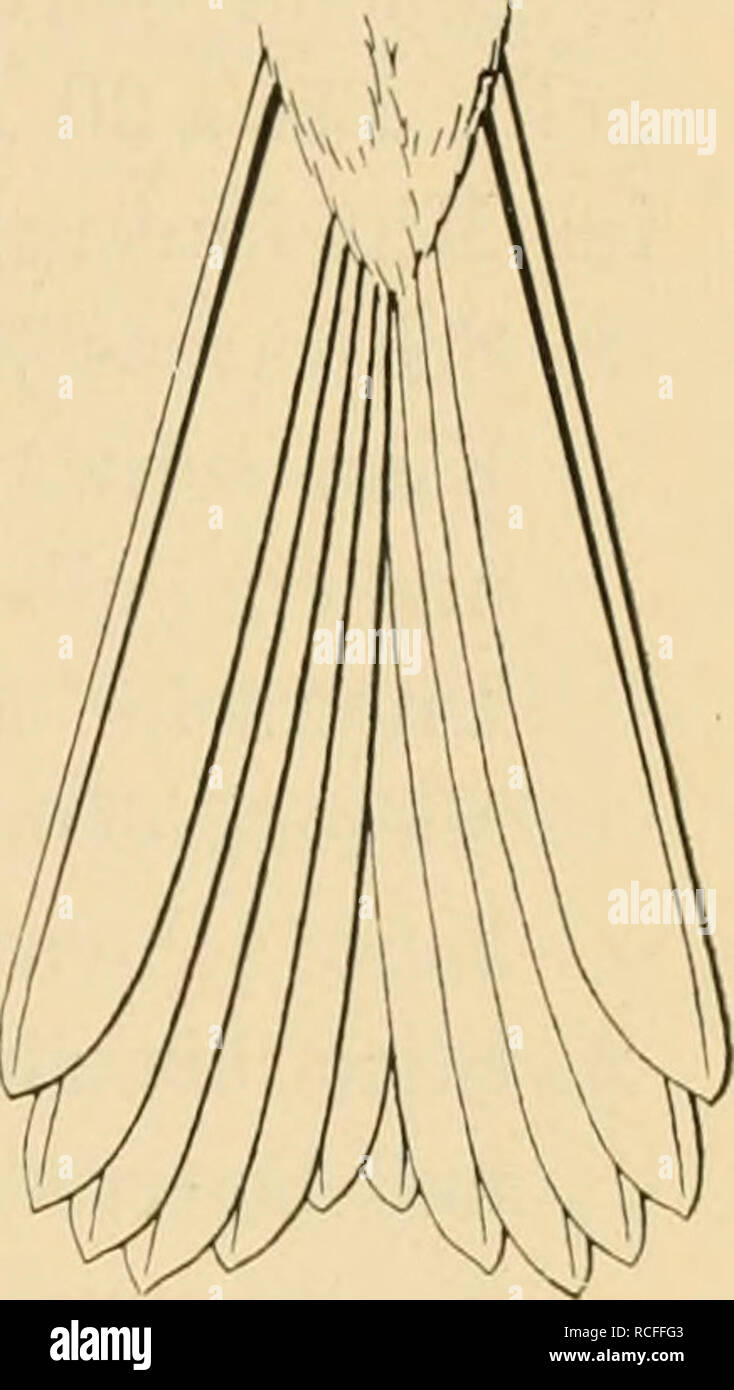 . Die Vögel; Handbuch der systematischen Ornithologie. Birds. Fringillidae. Finken. 427 weiss, am Ende dunkelbraun, mit rosenroten Aussensäumen. Jj. KiO, Fl. lOö mm. Mittelasien. Rhodospiza Sharpe. Von Erytlirospiza durch geraden, scliwärz- lichen Schnabel mit gerader, nicht gebogener Firstenlinie und tiefer aus- gerandeten Schwanz unterschieden. 1 Art. h'h. obsoleUi (Lcht.), Sandfarben, Schnabel schwarz umsäumt, Bauch und Steiss weiss. Schwingen an der Wurzel der Innenfahne weiss, Hand- schwingen mit weissem, Armschwingen und Handdecken mit msenfar- benem Aussensaum. L. löO, Fl. 85 mm. Paläst Stock Photo