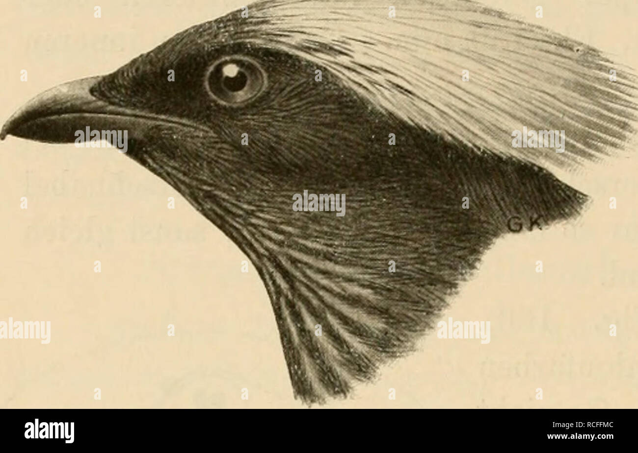 . Die Vögel; Handbuch der systematischen Ornithologie. Birds. 328 Oscines. SinsTvögfel. zerschlissene rote Haubenfedern im Genick beim (/^ (Fig. IGT), o in Neilguinea. Art.. A. i/ior/i«f/(s(&gt;^ch.). Dunkel- braun , unterseits hellbraun, Haube orangerot. J^. 270, Fl. lof) mm. Neuguinea. Xanthomelus Bp. Schnabel schwach wie bei den vorher- gehenden, aber Nasenlöcher frei; gerader Schwanz kürzer als -/.^ Flügellänge; beim o^ lange, zerschlissene, einen Kragen bil- dende Federn im Nacken, Aiissen- Fig. 167. säume der ArmscliAvingen zer- schlissen, Flügel und Lauf wie vorher. 2 Arten in Neuguine Stock Photo