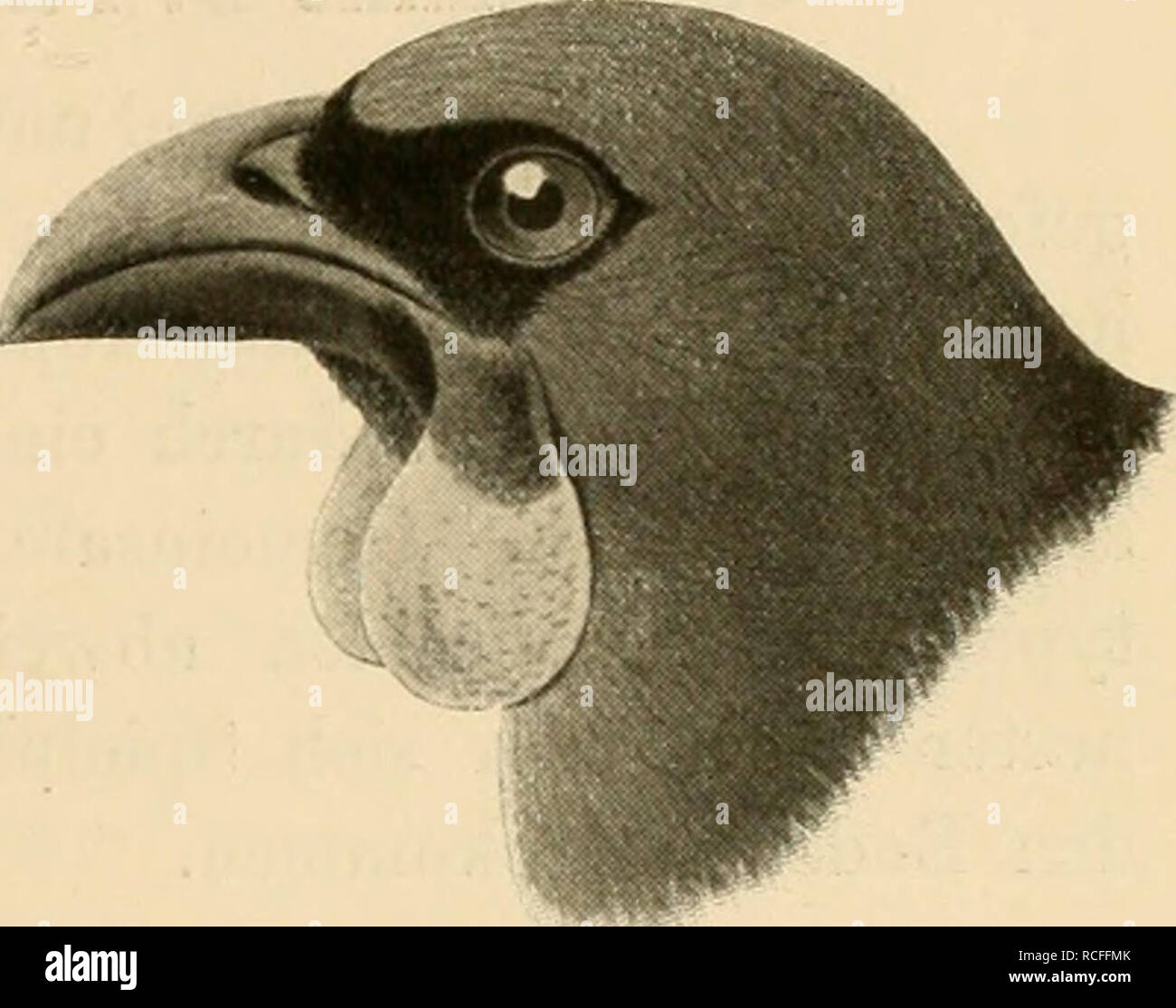 . Die Vögel; Handbuch der systematischen Ornithologie. Birds. Paradiseidae. Paradiesvöjyel. 325. Fig. 165. ist aber auch noch eine anf Madagaskar vorkonnuende Vogelform, Fal- culia, anzugliedern, die mit Ausnahme des fehlenden »Schnabellappens ganz mit den neuseeländischen Formen übereinstimmt. Man hat die Gattungen Heteralocha^ Creadion und Falcidia auch zu den Staren gestellt; (locli spricht dagegen die Flügelform, insbesondere die Länge der ersten Schwinge. Glaucopis Gm., Lappenkrähe. Kurzer kräftiger, gebogener Schnabel mit abgerundeter Firste, dem von Dendrocitta ähnlich, Dille in ziemlic Stock Photo