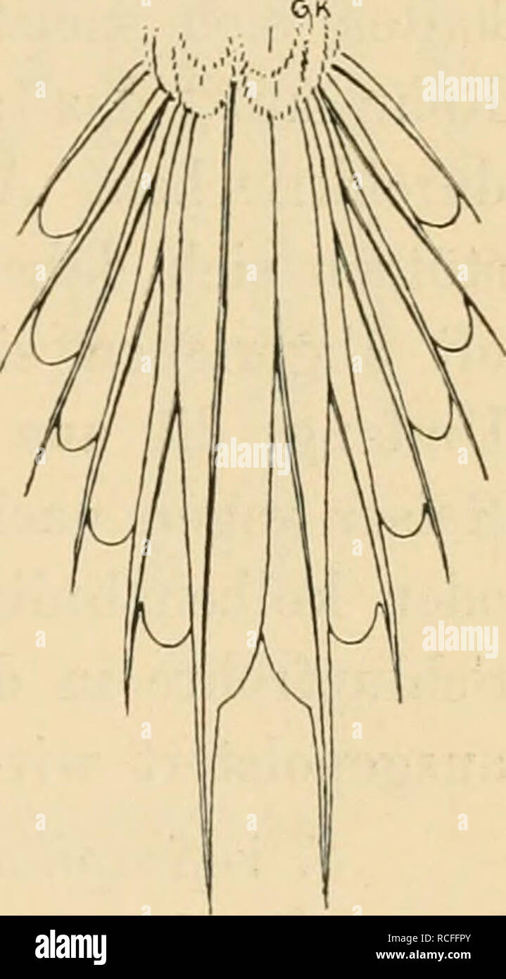 Langer Schwanz Stock Photos & Langer Schwanz Stock Images - Alamy