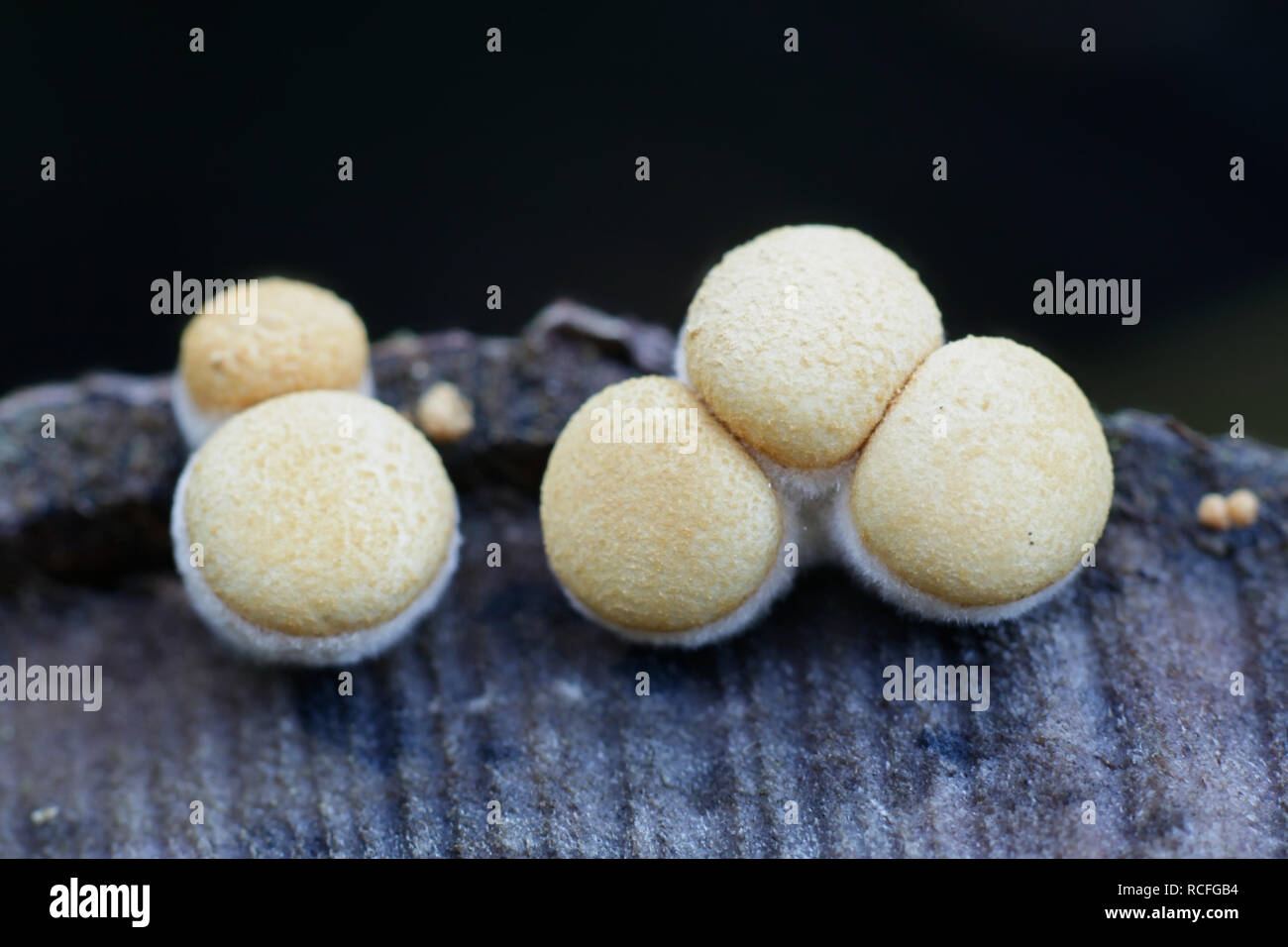 Bird's-nest fungus or bird nest fungus, Crucibulum laeve Stock Photo