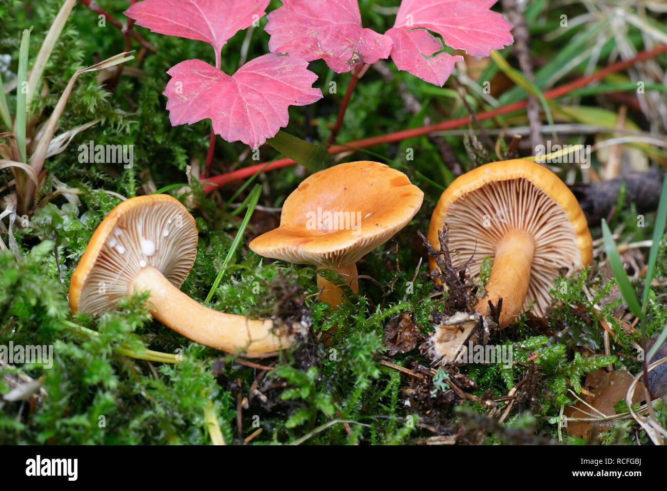 Lactarius aurantiacus, Orange Milkcap mushroom Stock Photo