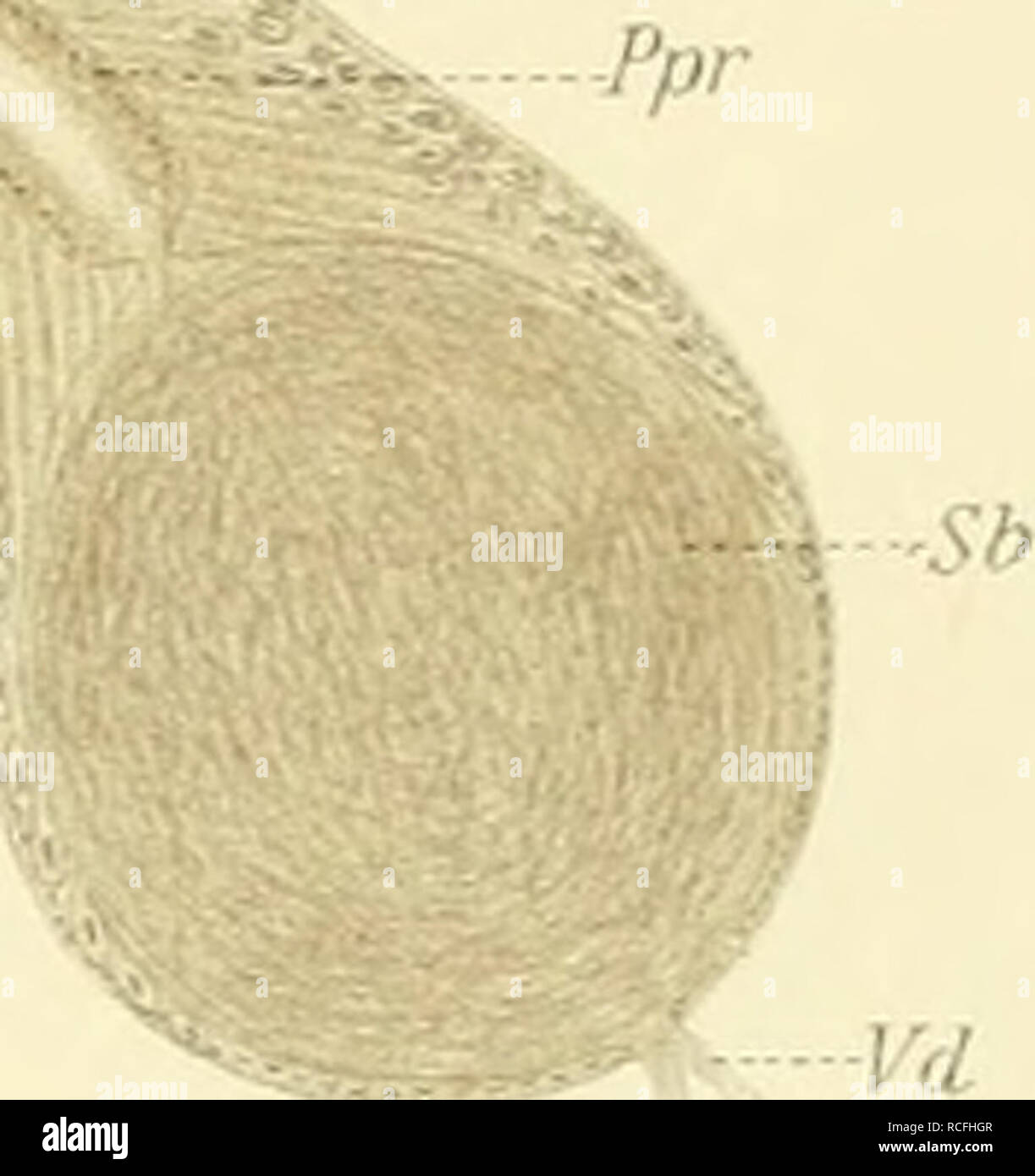 Trematoden High Resolution Stock Photography And Images Alamy
