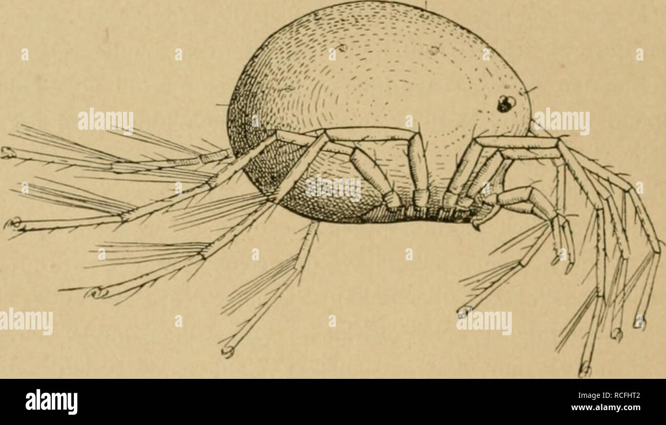 . Die Tier- und Pflanzenwelt des Süsswassers : Einführung in das Studium derselben. Freshwater biology. 6 Die Hydrachniden. INIilben dar. Diese Vorderatmer werden am besten durch die so häufig in unseren Gärten am Fusse der Obstbäume anzutreffende Samtmilbe {Tromhidkim fuliginosum) veranschaulicht. Trombidium- artige Milben also sind es, welche in grosser Zahl die süssen Gewässer, nur mit wenigen Arten die See bewohnen. Eine Naturgeschichte dieser H}'drachniden muss vor allen Dingen ein Bild der äusserlich wahrnehmbaren Gestalt entwerfen und so mag sich denn zunächst darauf die Aufmerksamkeit Stock Photo