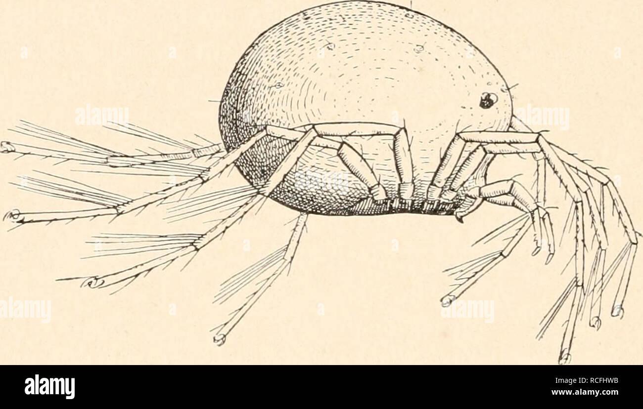 . Die Tier- und Pflanzenwelt des Süsswassers : Einführung in das Studium derselben. Freshwater biology. 6 Die Hydrachniden. t Milben dar. Diese Vorderatmer werden am besten durch die so häufig in unseren Gärten am Fusse der Obstbäume anzutreffende Samtmilbe (Tromhidiiim fiiliginosum) veranschaulicht. Trombidium- artige Milben also sind es, welche in grosser Zahl die süssen Gewässer, nur mit wenigen Arten die See bewohnen. Eine Naturgeschichte dieser Hydrachniden muss vor allen Dingen ein Bild der äusserlich wahrnehmbaren Gestalt entwerfen und so maof sich denn zunächst darauf die Aufmerksamkei Stock Photo