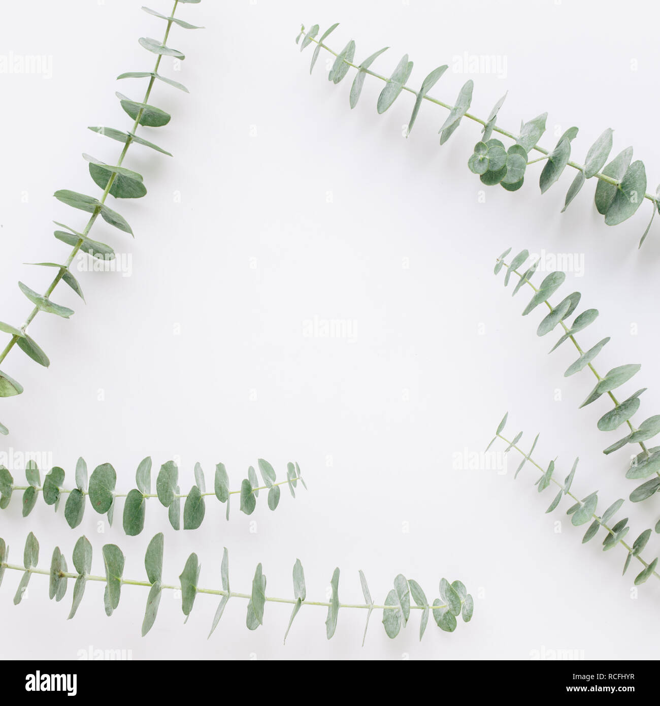 Baby eucalyptus branch on white table background Stock Photo