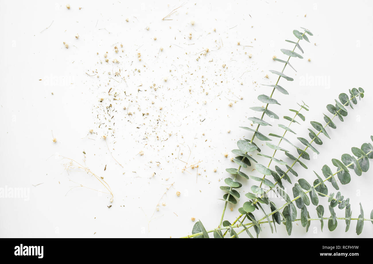 Baby eucalyptus branch on white table background Stock Photo