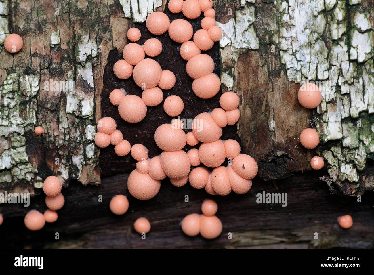 Lycogala epidendrum, commonly known as wolf's milk or groening's slime mold Stock Photo