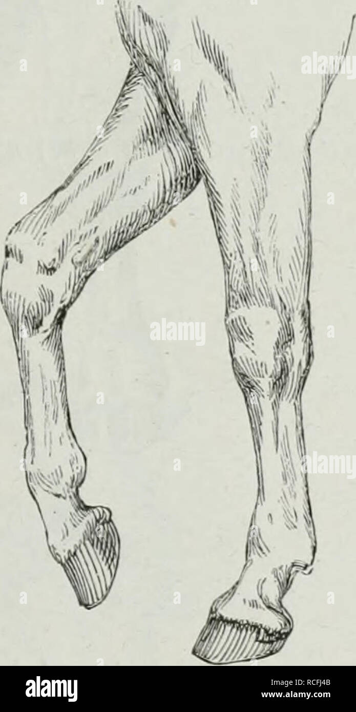 . Die Thierzucht. Domestic animals; Livestock; Livestock. Normale Vorderbeine des Pferdes. Der Vorarm soll sich durch Länge und starke Muskulatur aus- zeichnen. Von beträchtlicher Breite an der Stelle, wo er mit dem Querbein das Ellenbogengelenk bildet, spitzt er sich allmählig bis zum Knie zu. Ein fleischiger, runder Vorarm ist bei Thieren, die der Fleischproduction dienen sollen, geschätzt, dagegen empfiehlt sich für Ptacen, deren Nutzbarkeit in. Please note that these images are extracted from scanned page images that may have been digitally enhanced for readability - coloration and appeara Stock Photo