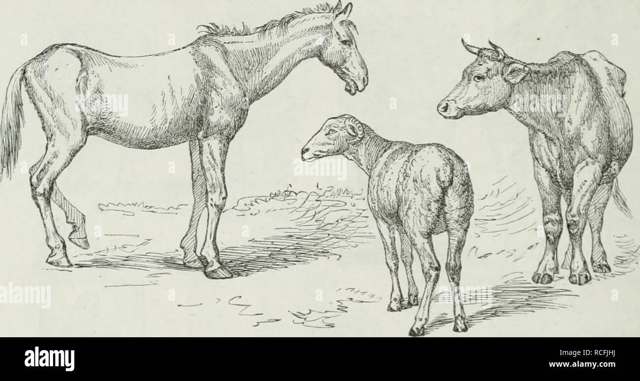 Die Thierzucht Domestic Animals Livestock Livestock 204 Die