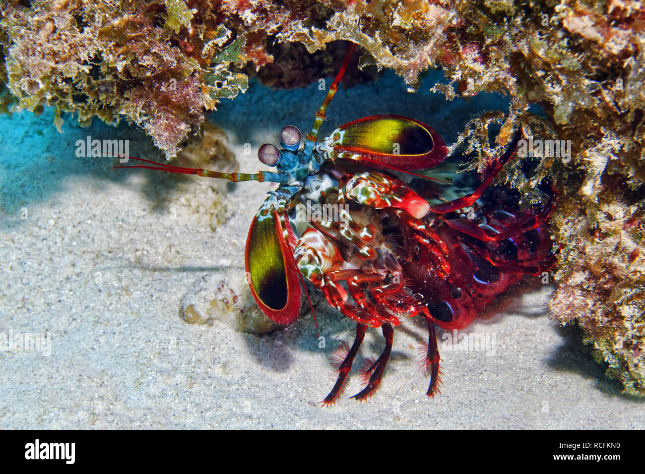 Peacock mantis shrimp - Odontodactylus scyllarus Stock Photo