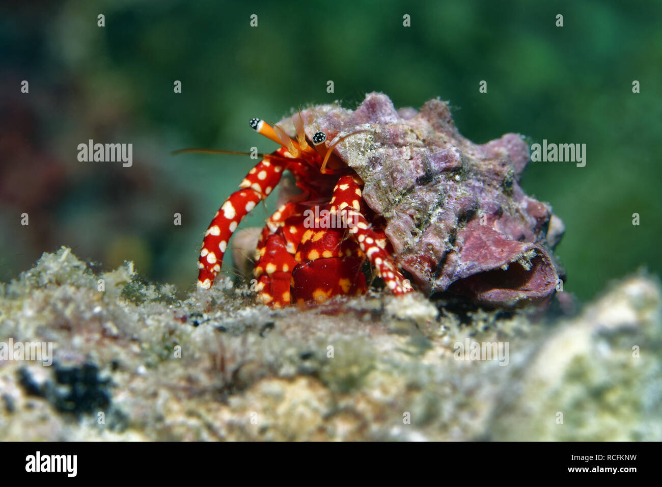Red hermit crab Stock Photo