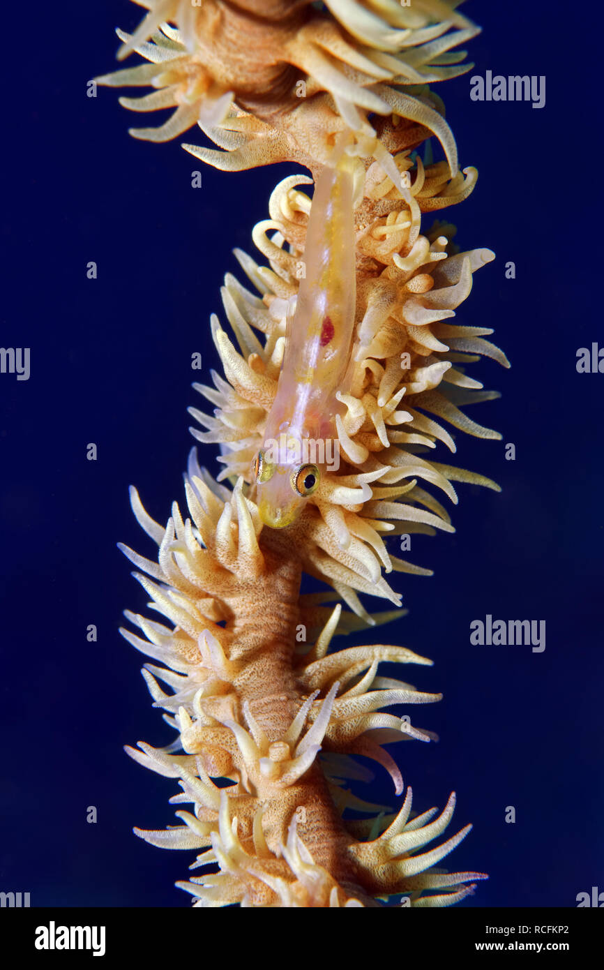 Whip coral goby - Bryaninops yongei Stock Photo