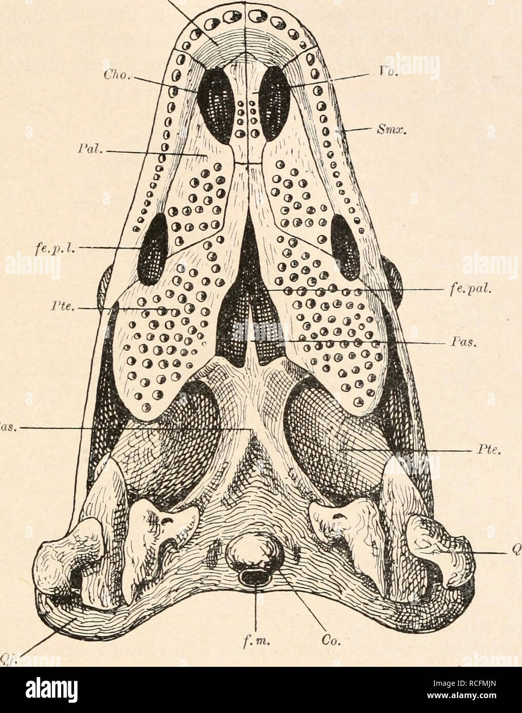 . Die stämme der wirbeltiere. Evolution; Paleontology; Vertebrates