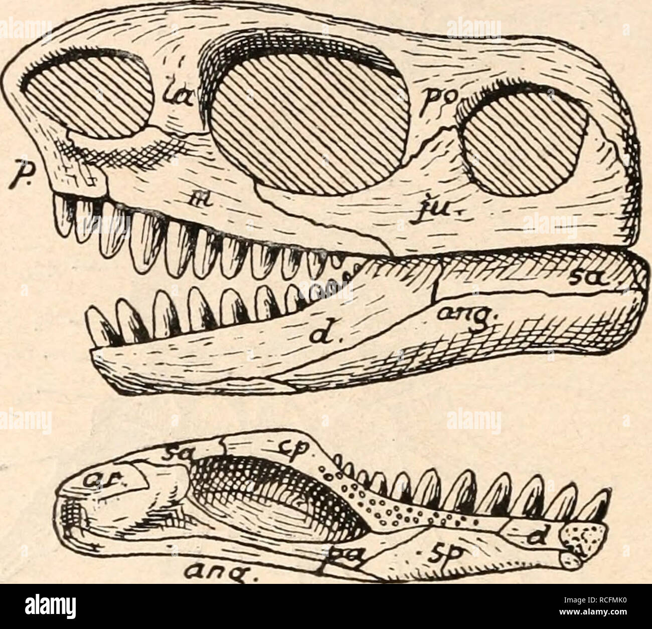 Sphenacodontiden hires stock photography and images Alamy