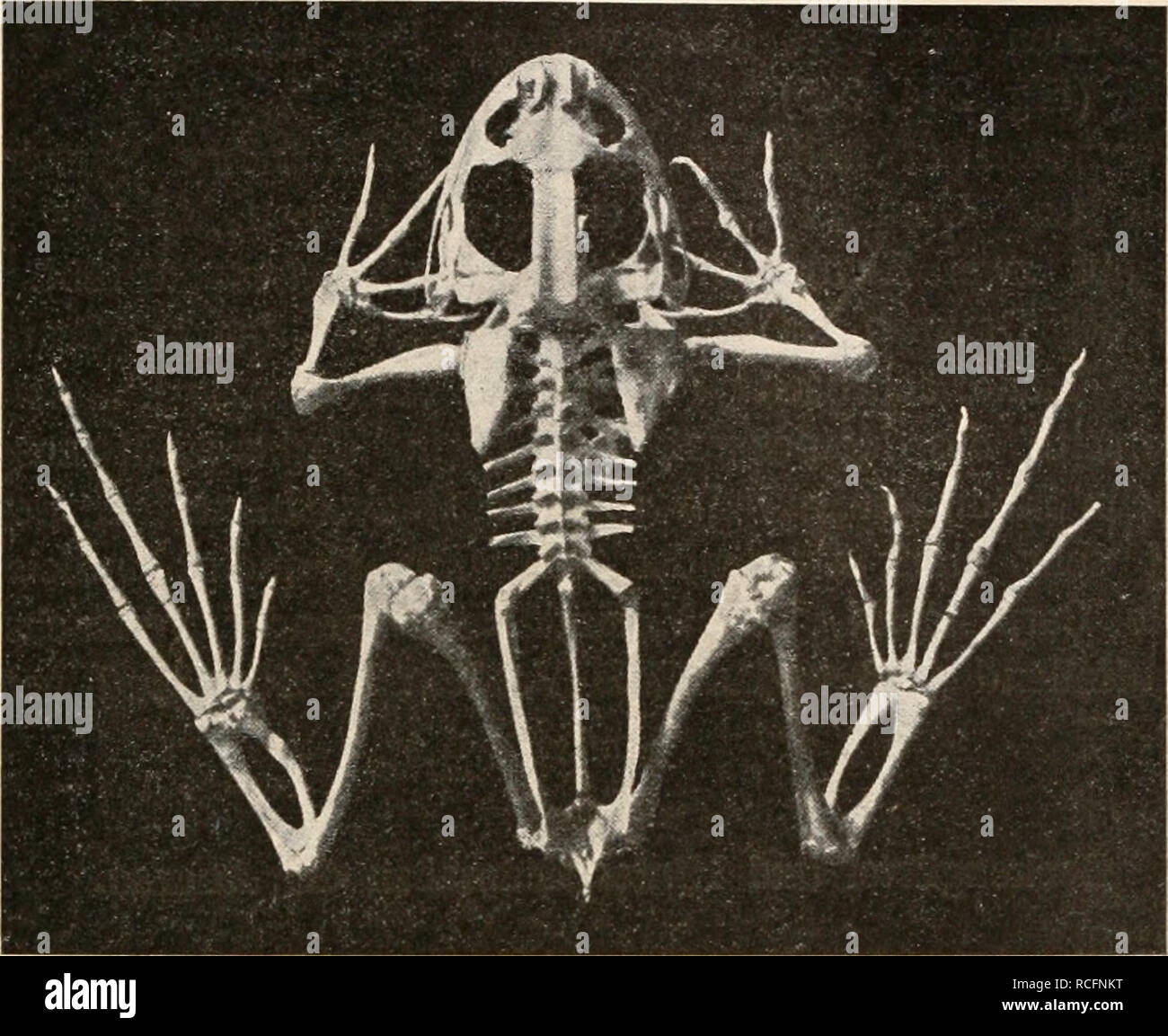 Transversi hi-res stock photography and images - Alamy