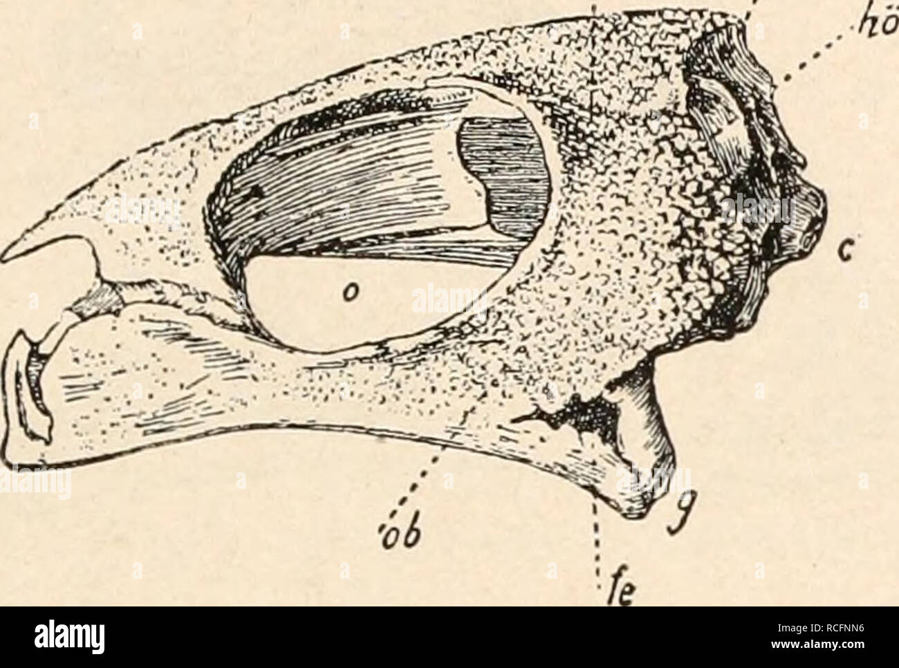 . Die stämme der wirbeltiere. Evolution; Paleontology; Vertebrates