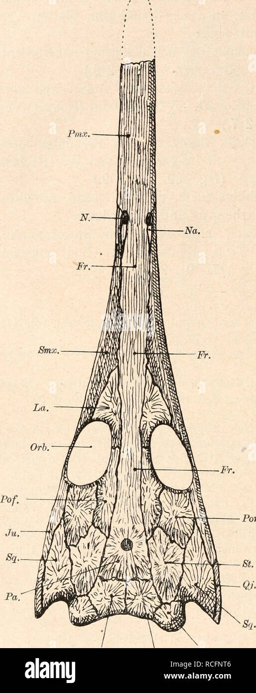 . Die stämme der wirbeltiere. Evolution; Paleontology; Vertebrates. 288