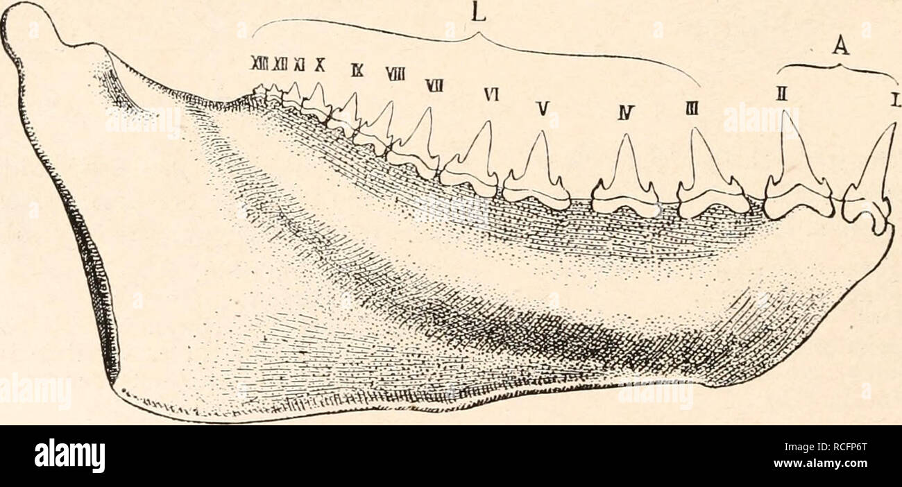 . Die stämme der wirbeltiere. Evolution; Paleontology; Vertebrates. Fig ...