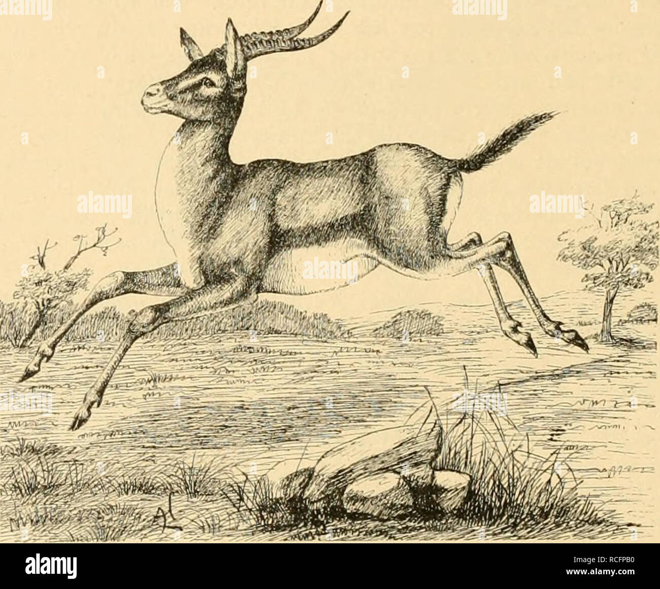 Mit einer gazelle hi-res stock photography and images - Alamy