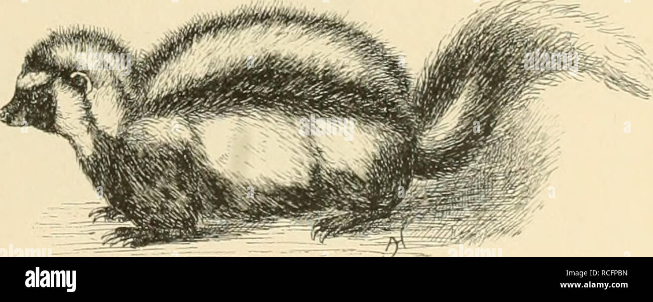 Beine hinter den ohren hires stock photography and images Alamy