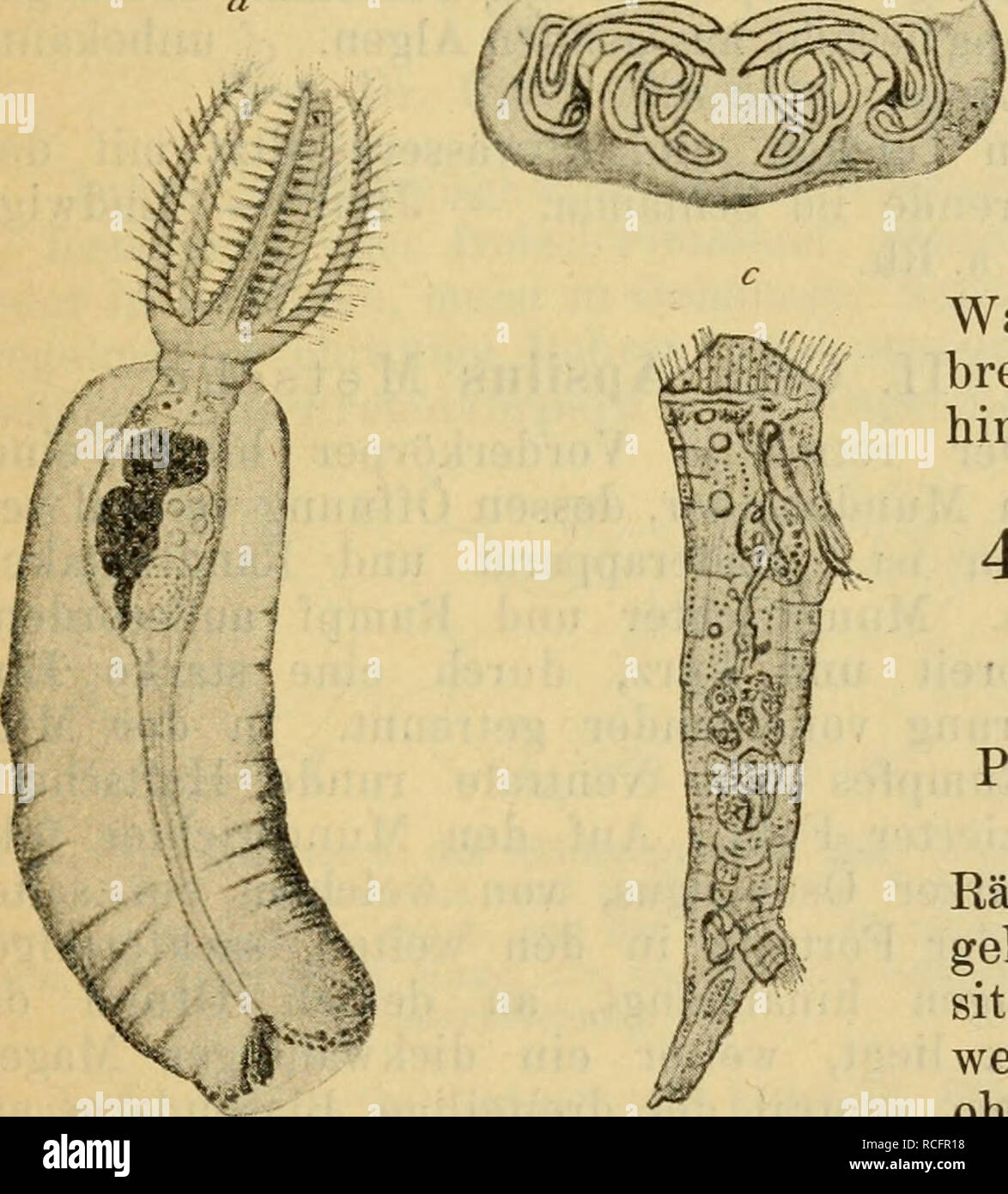 . Die Süsswasserfauna Deutschlands eine Exkursionsfauna. Freshwater
