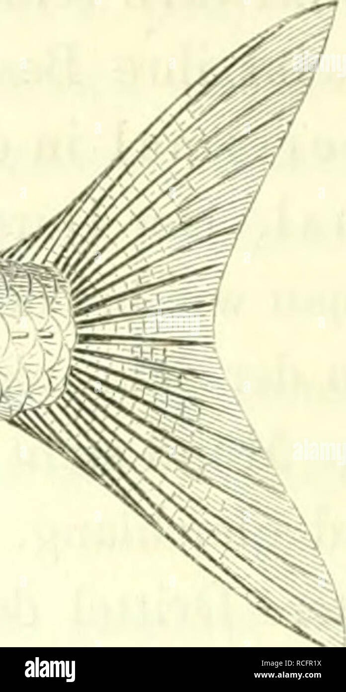 . Die S©sswasserfische der ©streichischen Monarchie mit r©cksicht auf die angr©Þnzenden l©Þnder. Freshwater fishes -- Austria. ^^ß.(TÄ^,. ]'i-. SS. Kopflänge gleich der Körpfiliölie, beide fast genau Va der Körperlänge betragend, Stirn schmal, Schuppen am Rücken klein. D. a/9—8, A. :V8—9 u. s. w., Squ. i)/:-i9—4;V4. Bei keiner der Irüheren Arten kommt die Kopflänge der Körperhöhe gleich, IctztrQ ist daher noch kleiner, erstre relativ grösser als bei L. rubclla *). Das Auge ist gross, sein Durchmesser beträgt selbst bei Alten y^ der Kopf- länge, sein Abstand von der Schnauze etwas über 1, vom a Stock Photo