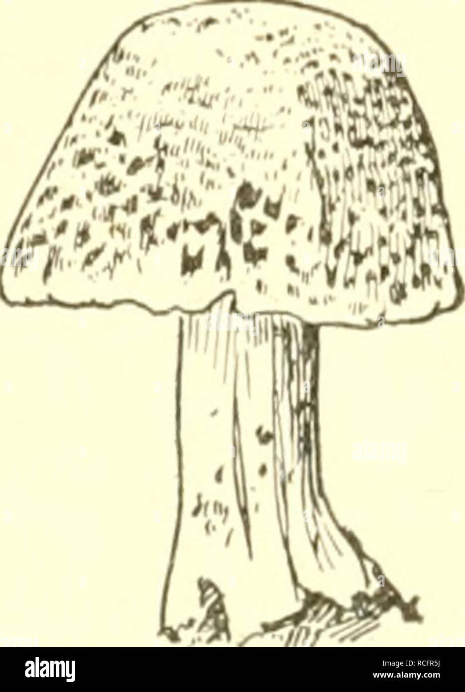 Elements of Philippine agriculture. Agriculture. PLANTS 5. Fk;. 2. Mushroom  rooms, for instance, are without chlorophyll, and there- fore cannot make  their own organic food. But they are known to ]3e
