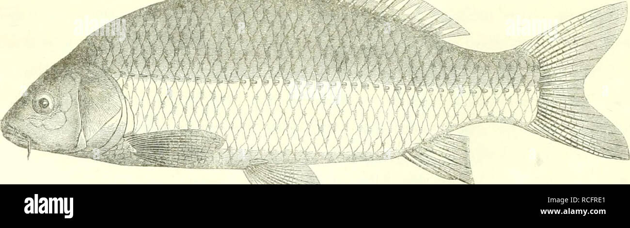 . Die S©sswasserfische der ©streichischen Monarchie mit r©cksicht auf die angr©Þnzenden l©Þnder. Freshwater fishes -- Austria. 54 Familie: Cyprinoidei. A. Pacliycliili. I. Gattunc;-: Cyprinus L. Char.: Schlundzähne mit flacher gefurchter Krone (Mahl- zähne, dent. mo/ares), j ederseits 1, 1, 3, Mund endständig-, mit 2 Eck- und 2 Oberkieferbarteln, Rückenflosse mit verlän- gerter, Afterflosse mit kurzer Basis, beide mit einem ge- sägten Knochenstrahle bewehrt. 1. Art: C. carpio Linii., gemeiner oder Donaukarpfe. (Fig. 2l.j. y Fig. 21. Citat: Mars. tab. 1*». — Mkid. tab. 0. — Hi,. Tai'. 16. K()r Stock Photo