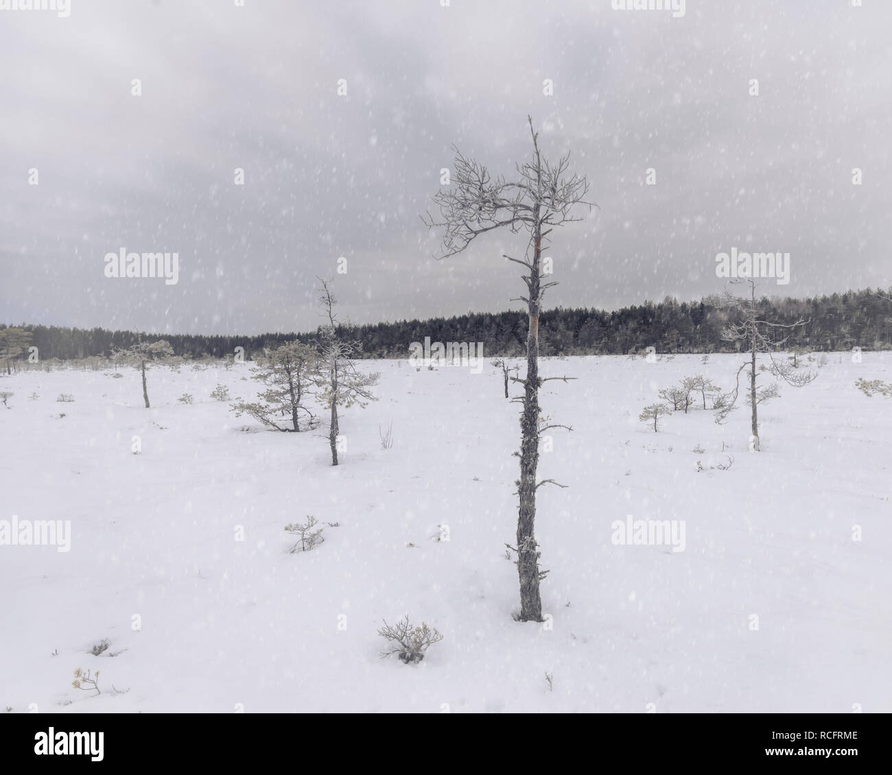 Snow covered swamp in winter Stock Photo - Alamy