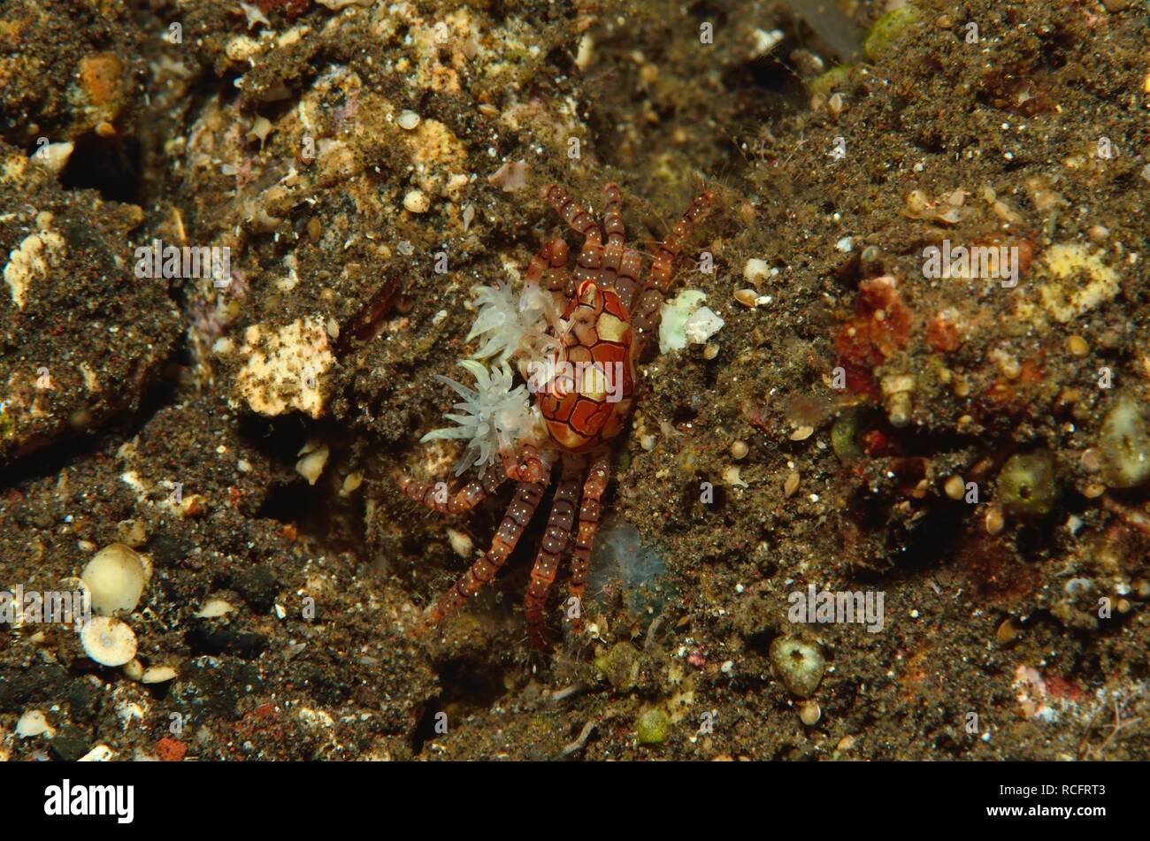 Boxerkrabbe, boxer crab, pom-pom crab, Lybia tessellata, Tulamben, Bali, indonesia, Indonesien Stock Photo