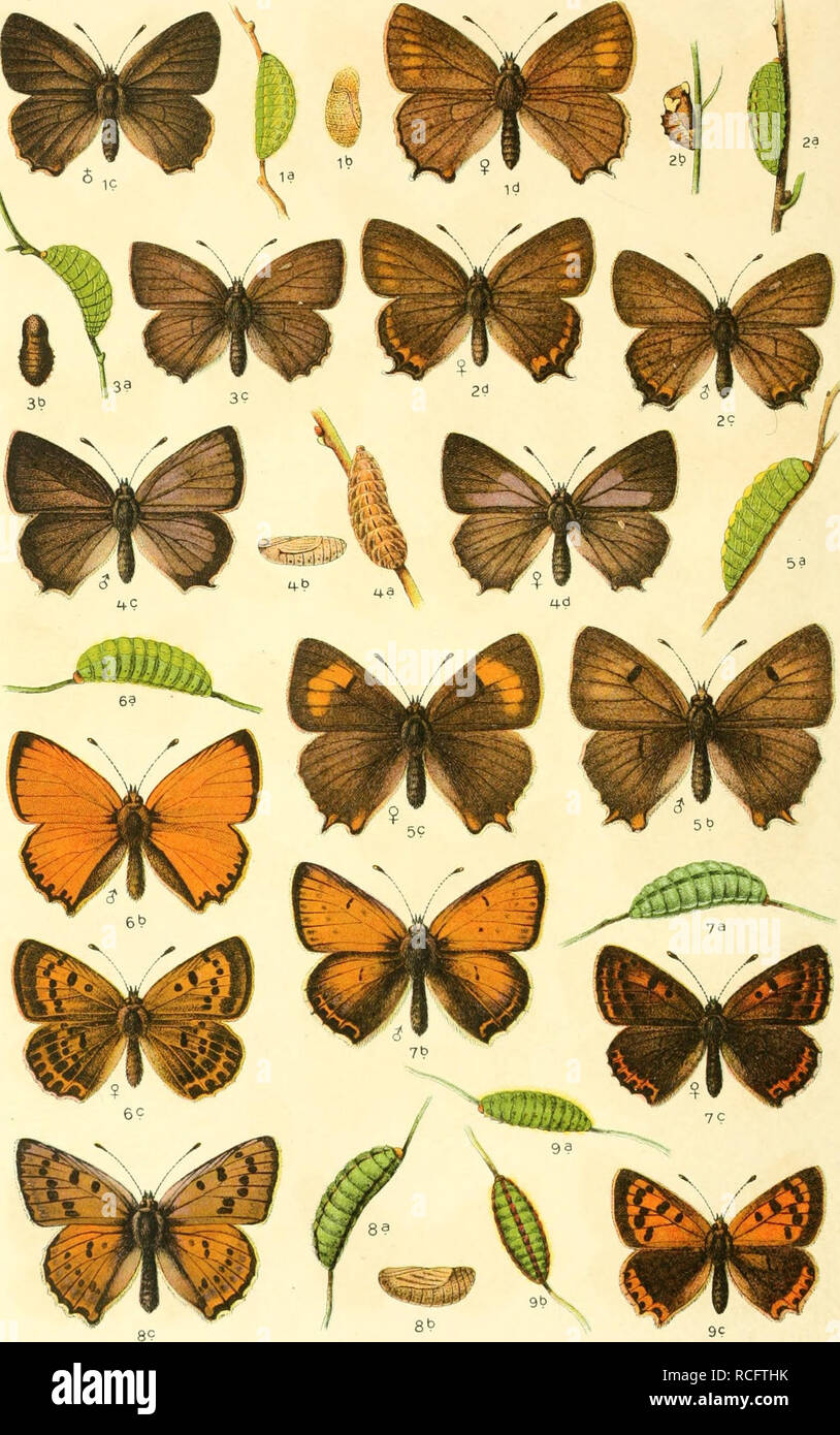 . Die Schmetterlinge Deutschlands mit besonderer Berücksichtigung ihrer Biologie. Butterflies. 14. 1. Thecla ilicis, 2. pruni. 3. Callophrys rubi. 4. Zephyrus quercus, 5. belulae. 6. Chrysophanus virgaureae, 7. hippothoe, 8. alciphron, 9. phlaeas.. Please note that these images are extracted from scanned page images that may have been digitally enhanced for readability - coloration and appearance of these illustrations may not perfectly resemble the original work.. Eckstein, Karl, 1859-. Stuttgart, K. G. Lutz' Verlag Stock Photo