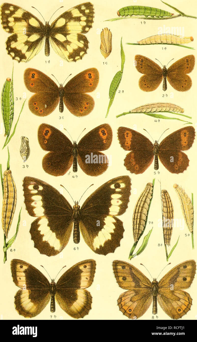 . Die Schmetterlinge Deutschlands mit besonderer Berücksichtigung ihrer Biologie. Butterflies. 11. 1. Melanargia galathea. 2. Erebia epiphron, 3. medusa, 4. aethiops, 5. euryale. 6. Satyrus circe, 7. alcyone, 8. semele.. Please note that these images are extracted from scanned page images that may have been digitally enhanced for readability - coloration and appearance of these illustrations may not perfectly resemble the original work.. Eckstein, Karl, 1859-. Stuttgart, K. G. Lutz' Verlag Stock Photo