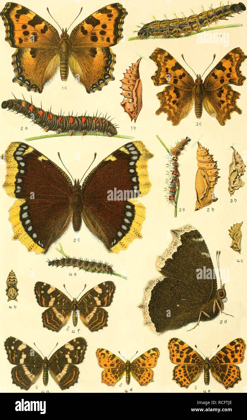 . Die Schmetterlinge Deutschlands mit besonderer Berücksichtigung ihrer Biologie. Butterflies. 1. Vanessa polychloros, 2. antiopa. 3. Polygonia C-album. 4. Araschnia levana.. Please note that these images are extracted from scanned page images that may have been digitally enhanced for readability - coloration and appearance of these illustrations may not perfectly resemble the original work.. Eckstein, Karl, 1859-. Stuttgart, K. G. Lutz' Verlag Stock Photo