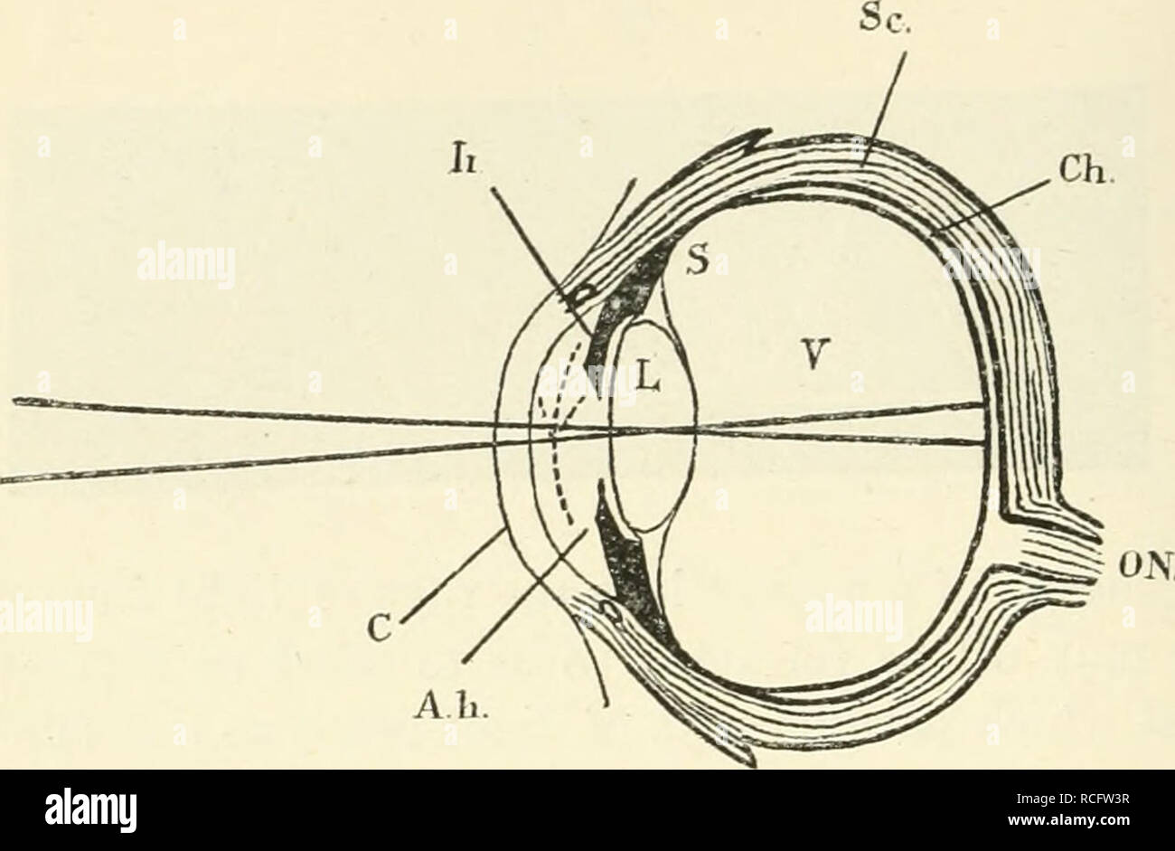 . Elements of human physiology. Physiology. 552 PHYSIOLOaY 111 the eye
