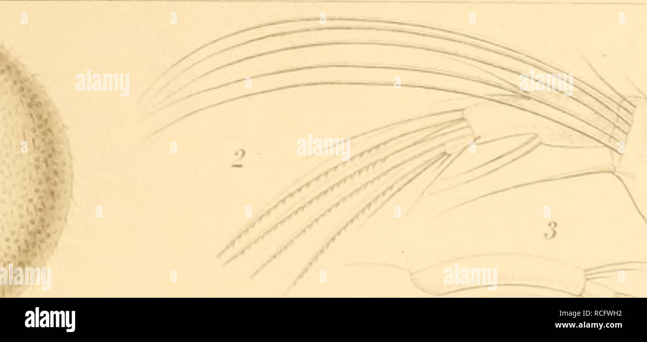 . Die Süsswasser-Mikrofauna Deutsch-Ost-Afrikas. Freshwater invertebrates; Freshwater animals; Invertebrates. licci Hell l.ix.. X. Please note that these images are extracted from scanned page images that may have been digitally enhanced for readability - coloration and appearance of these illustrations may not perfectly resemble the original work.. Daday, Eugen v. Stuttgart : E. Schweizerbart Stock Photo