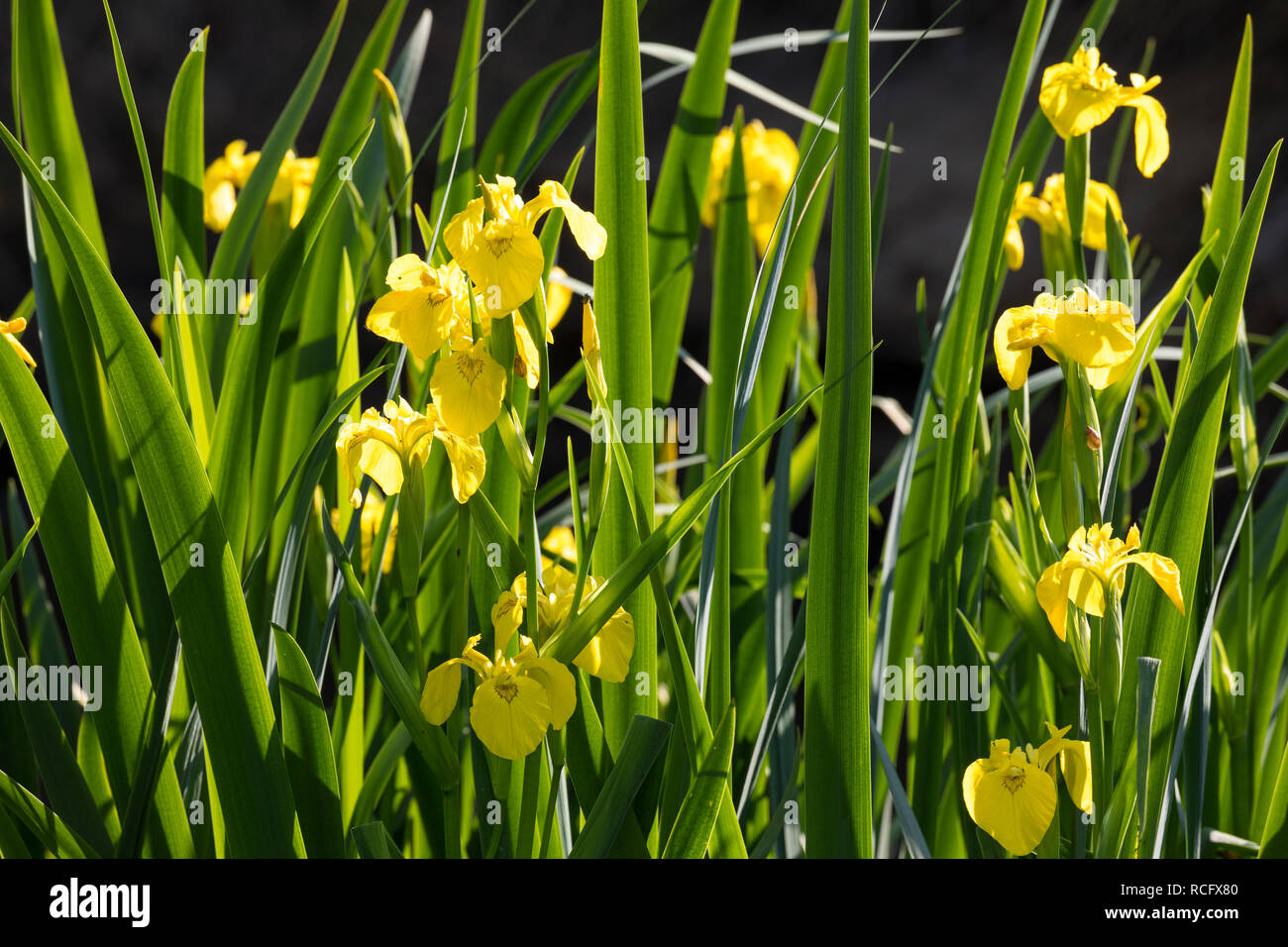 Sumpf-Schwertlilie, Sumpfschwertlilie, Schwertlilie, Gelbe Iris, Gelbe Schwertlilie, Wasser-Schwertlilie, Iris pseudacorus, Flag Iris, Yellow Flag, ye Stock Photo