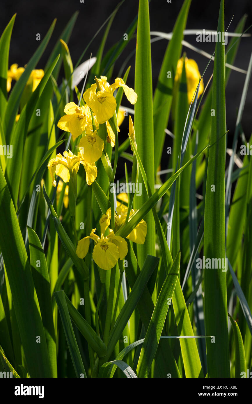 Sumpf-Schwertlilie, Sumpfschwertlilie, Schwertlilie, Gelbe Iris, Gelbe Schwertlilie, Wasser-Schwertlilie, Iris pseudacorus, Flag Iris, Yellow Flag, ye Stock Photo