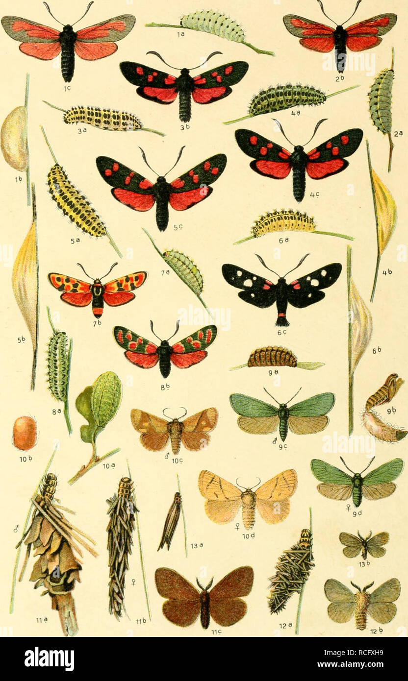 . Die Schmetterlinge Deutschlands mit besonderer Berücksichtigung ihrer Biologie. Butterflies. 58. 1. Zygaena purpuralis, 2. scabiosae, 3. trifolii, 4. lonicerae, 5. filipendulae, 6 ephialtes, 7. fausta, 8. carniolica. 9. Ino globulariae. 10. Cochlidion limacodes. 11. Pachytelia unicolor. 12. Psyche viciella. 13. Epichnopterix pulla.. Please note that these images are extracted from scanned page images that may have been digitally enhanced for readability - coloration and appearance of these illustrations may not perfectly resemble the original work.. Eckstein, Karl, 1859-. Stuttgart, K. G. Lu Stock Photo