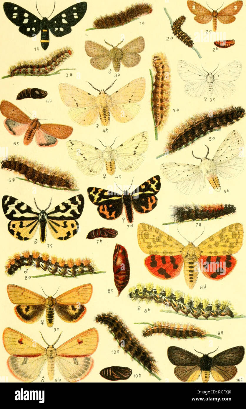 . Die Schmetterlinge Deutschlands mit besonderer Berücksichtigung ihrer Biologie. Butterflies. 55. 1. Syntomis phegea. 2. Dysauxes ancilla. 3. Spilosoma mendica, 4. luprici- peda, 5. menthastri. 6. Phragmatobia fuliginosa. 7. Parasemia piantaginis. 8. Rhyparia purpurata. 9. Diacrisia sanio. 10. Arctinia caesarea.. Please note that these images are extracted from scanned page images that may have been digitally enhanced for readability - coloration and appearance of these illustrations may not perfectly resemble the original work.. Eckstein, Karl, 1859-. Stuttgart, K. G. Lutz' Verlag Stock Photo